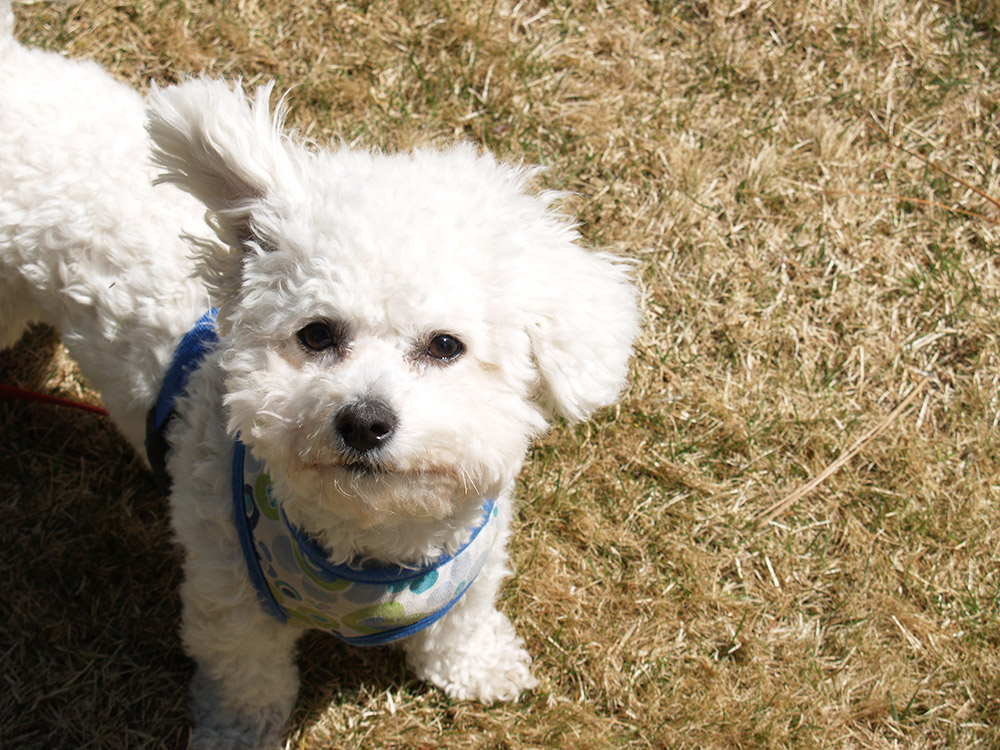 Bichon Frise Puppies in Oregon HomeBichon Frise in Oregon
